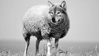Schaf mit Wolfskopf als Symbol für 